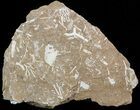 Ordovician Bryozoan Plate - Estonia #47464-1